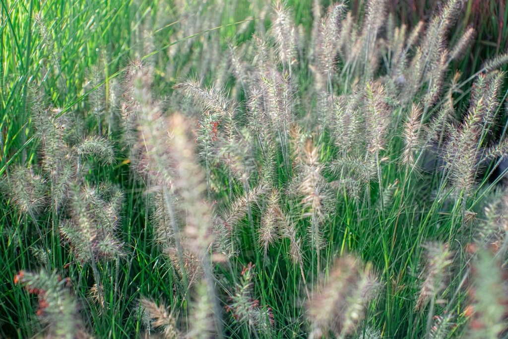 Pennisetum alopecuroides 'Little Bunny'