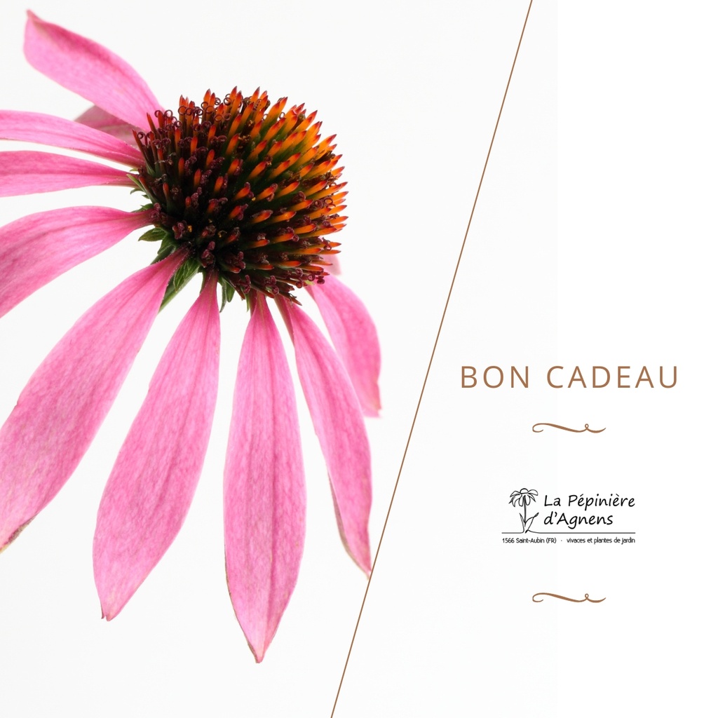 Bon cadeau (20.-)