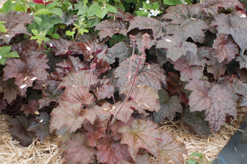 Heuchera micrantha 'Palace Purple' (0.5 Lt., Bio)