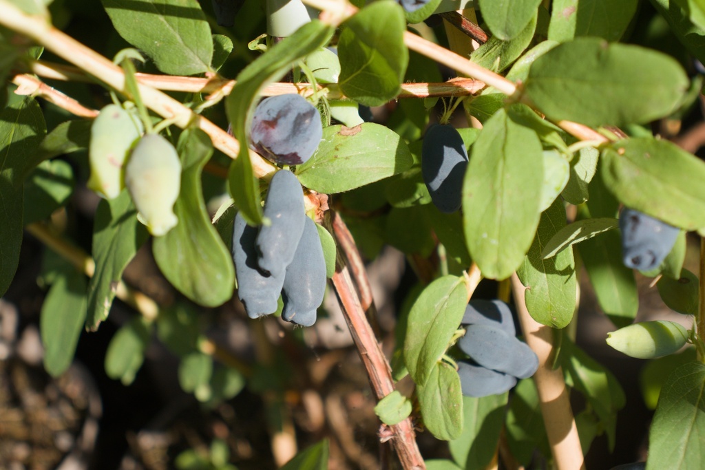 Lonicera kamtschatica 'Aurora'