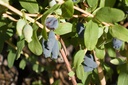 Lonicera kamtschatica 'Aurora'