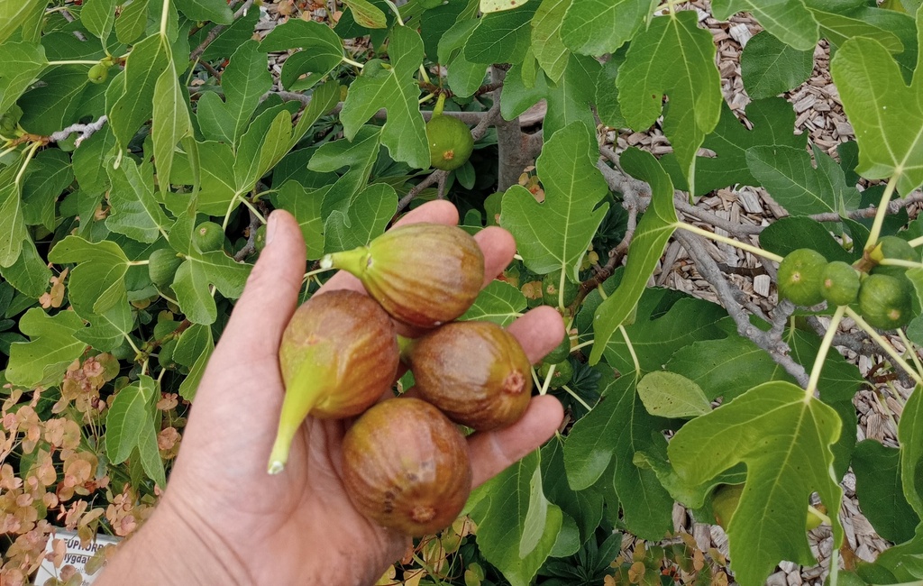 Ficus carica 'Brown Turkey' (Bio, 2L)