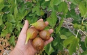 Ficus carica 'Brown Turkey'