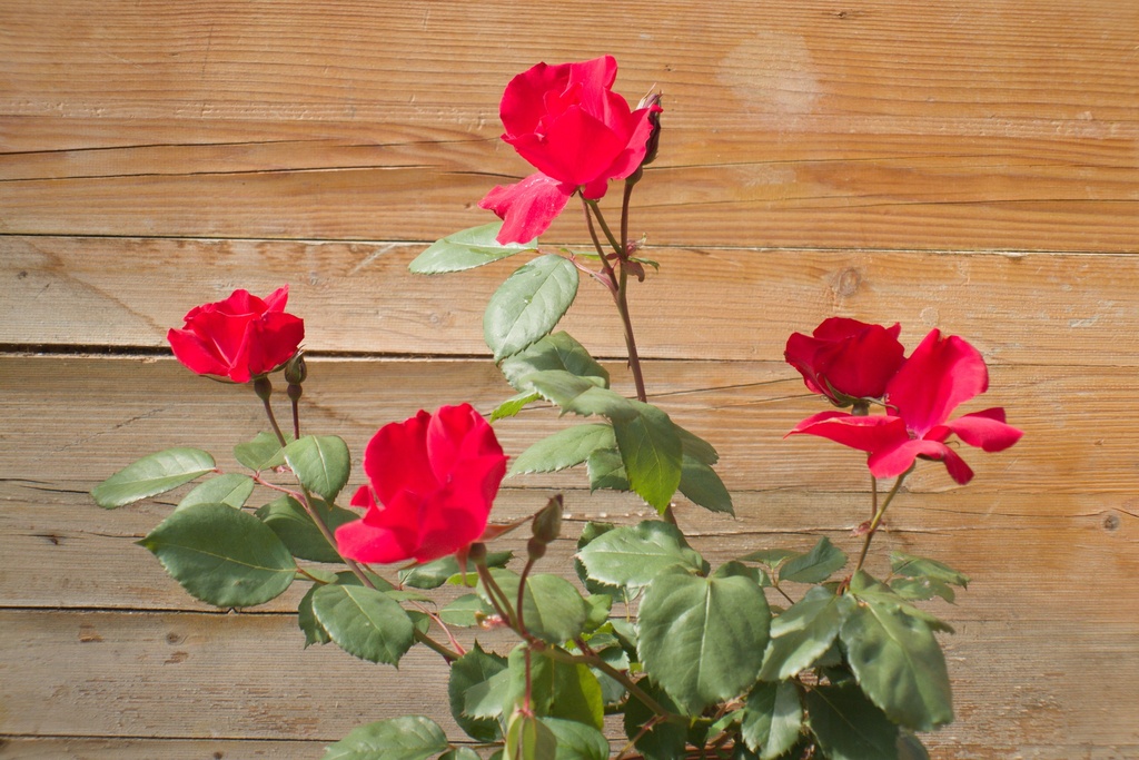 Rosa arbustif 'Holstein' (Bio)