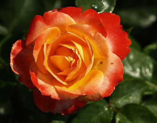 Rosa arbustif 'Pigalle'