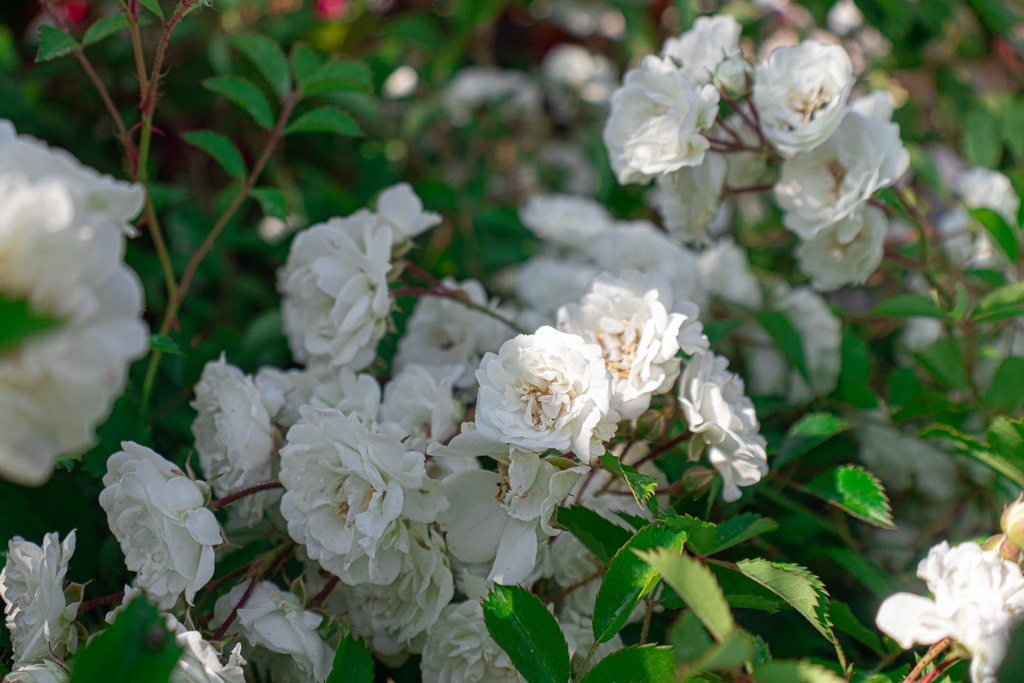 Rosa couvre-sol 'Alba Meidiland' (Bio)