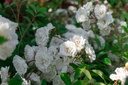 Rosa couvre-sol 'Alba Meidiland'