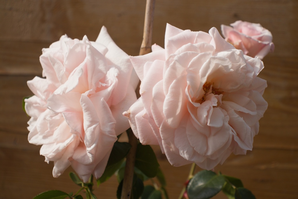 Rosa grimpant 'Penny Lane'