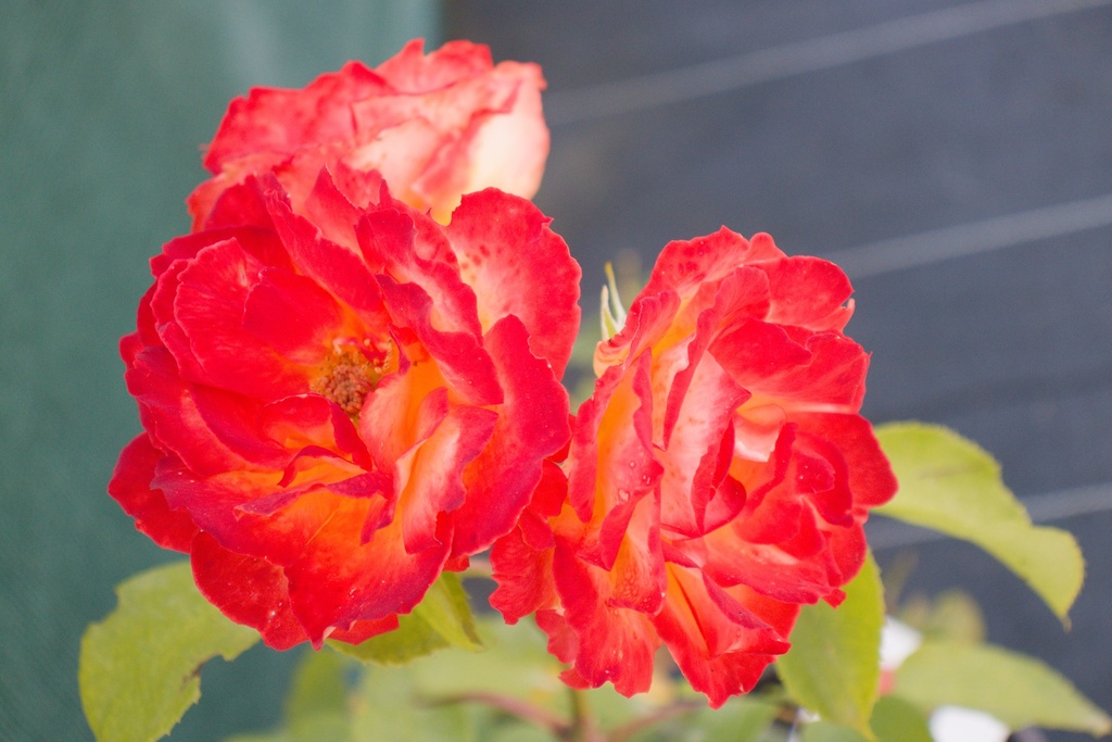 Rosa grimpant 'Carmen' (Bio)