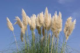 Cortaderia selloana (Bio, 1L)