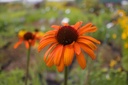 Echinacea hybride 'Tiki Torch'