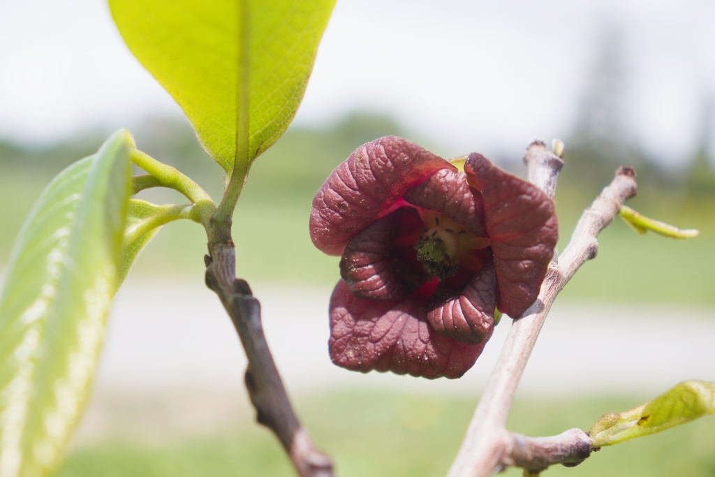 Asimina triloba 'Prima 1216'