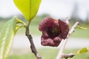 Asimina triloba 'Prima 1216'