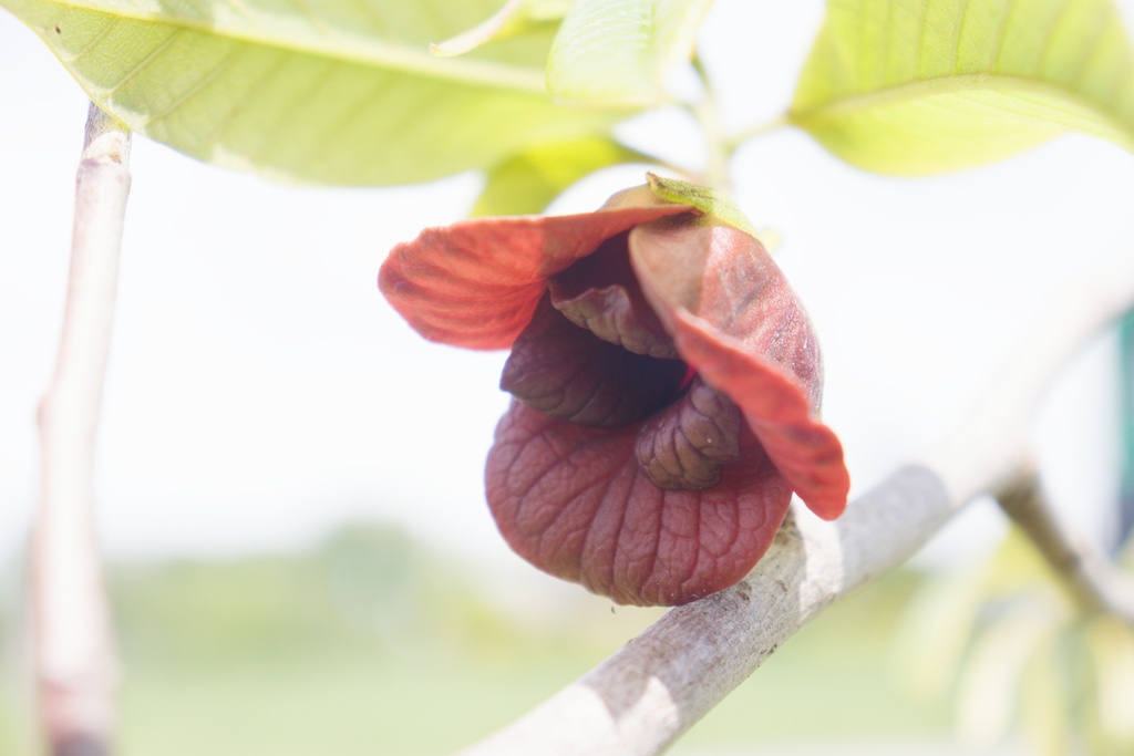 Asimina triloba 'Sunflower'