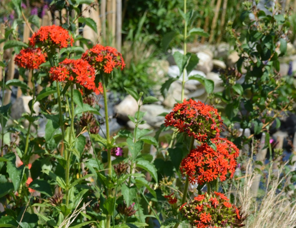 Lychnis chalcedonica