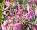 Rehmannia elata
