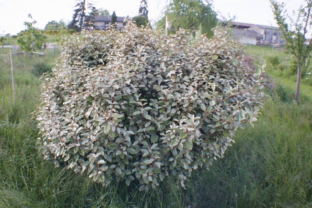 Elaeagnus ebbingei 'Compacta'
