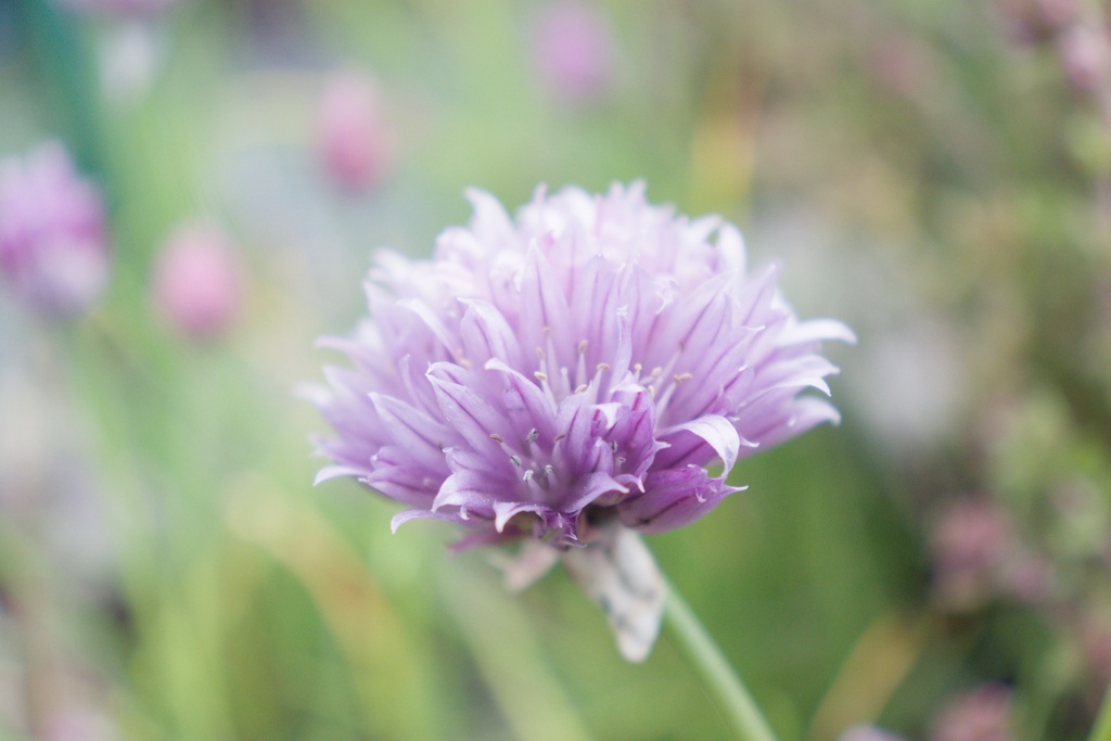 Allium schoenoprasum