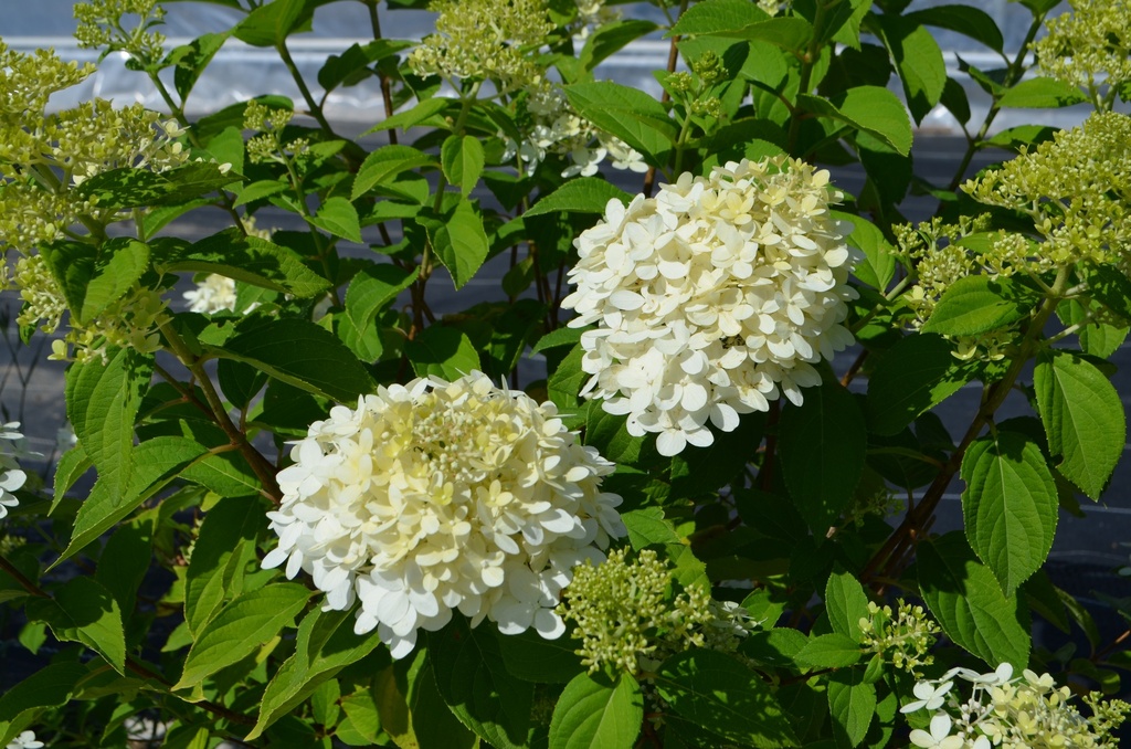 Hydrangea paniculata 'Limelight'