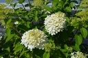 Hydrangea paniculata 'Limelight'