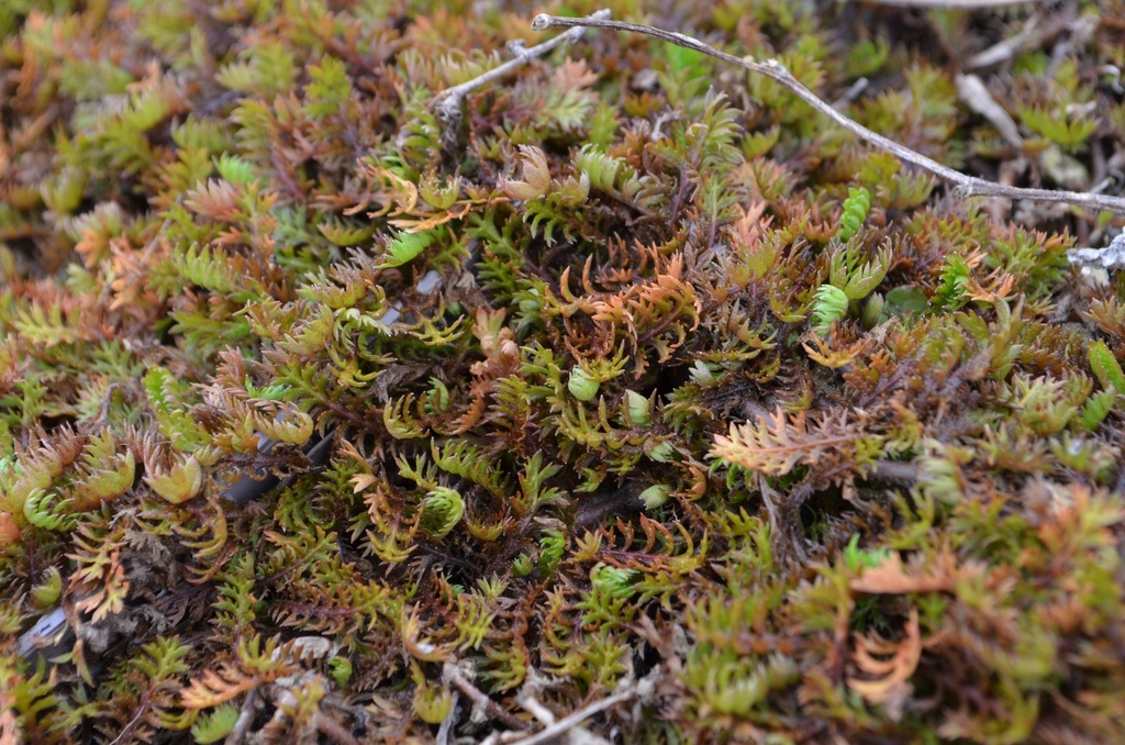 Leptinella squalida
