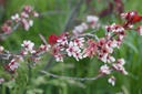 Prunus x cistena