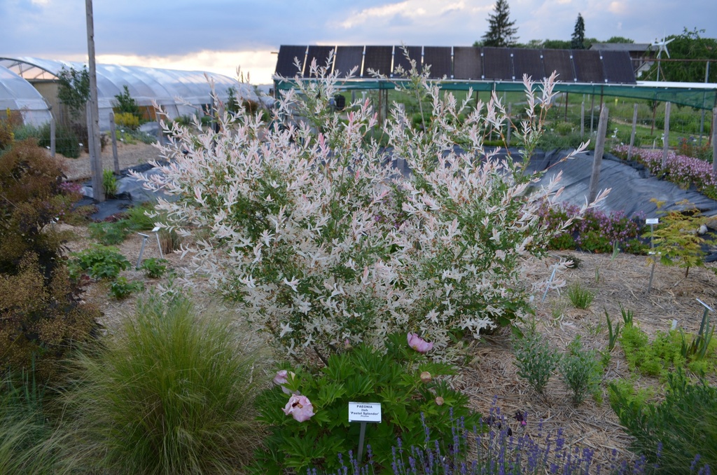 Salix integra 'Hakura-Nishiki'