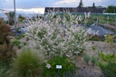 Salix integra 'Hakura-Nishiki'