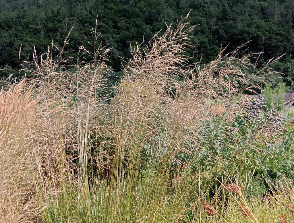 Stipa gigantea