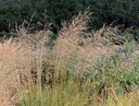 Stipa gigantea
