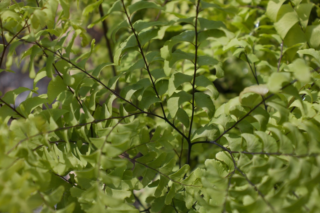 Adiantum pedatum (Bio)