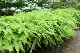 Adiantum pedatum