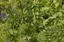 Adiantum pedatum