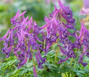 Corydalis cava