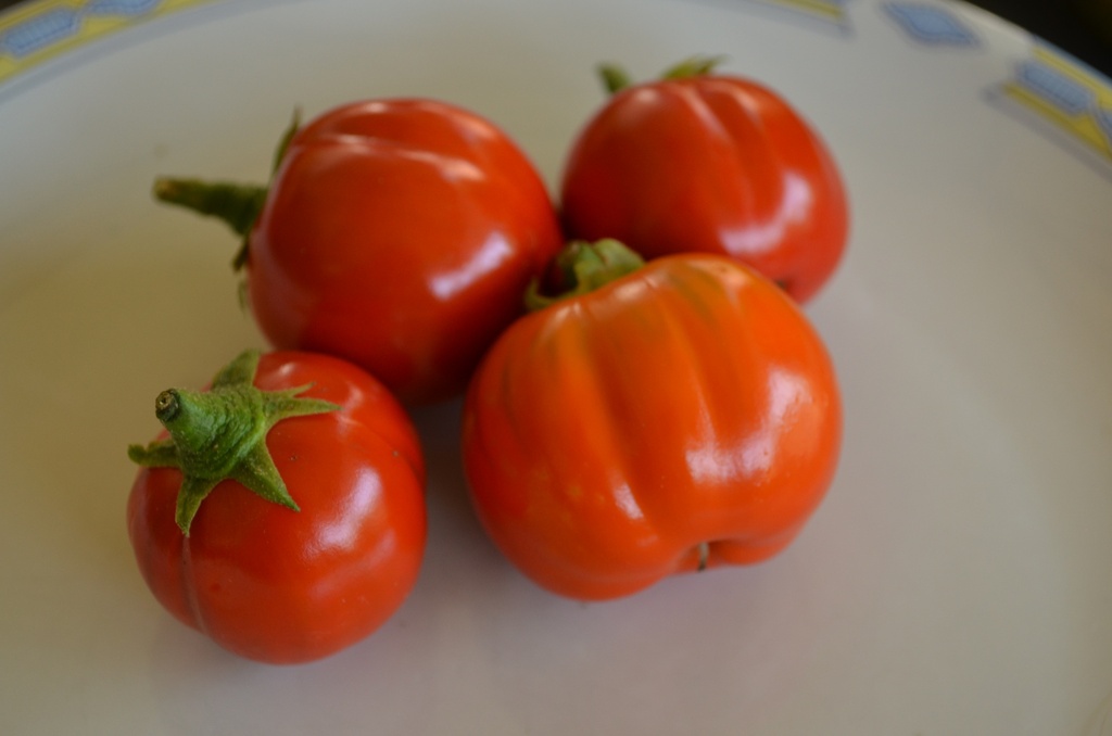 Aubergine cultivar 'Rosso Di Napoli'
