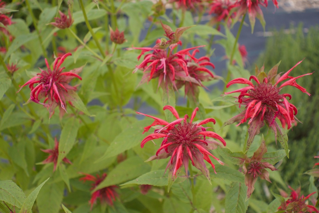 Assortiment plantes pour tisanes