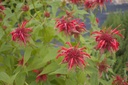 Assortiment plantes pour tisanes