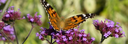 Assortiment plantes pour papillons (Bio)
