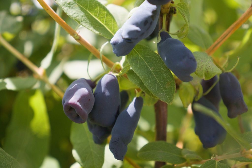 Assortiment découverte myrtillier de Sibérie
