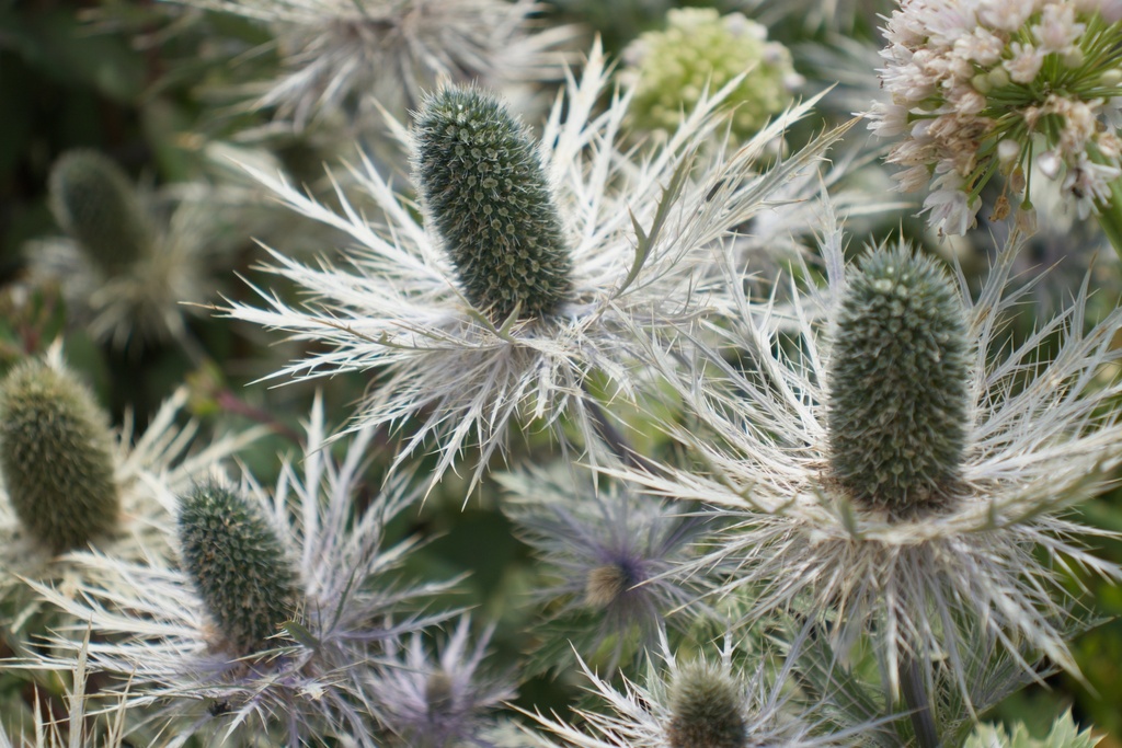 Eryngium zabelii (x) 'Donard Variety'