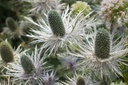 Eryngium zabelii (x) 'Donard Variety'