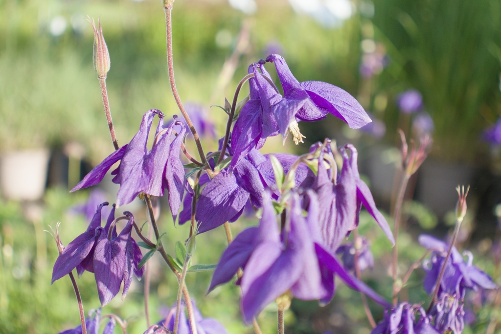 Aquilegia alpina (Bio)
