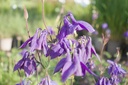 Aquilegia alpina