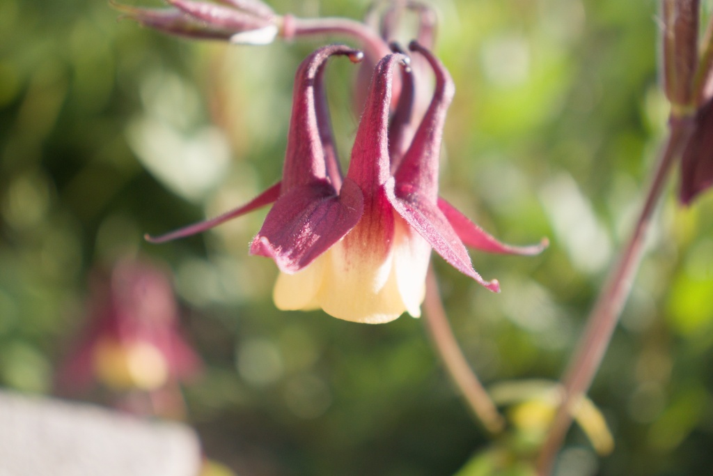 Aquilegia buergeriana (Bio)