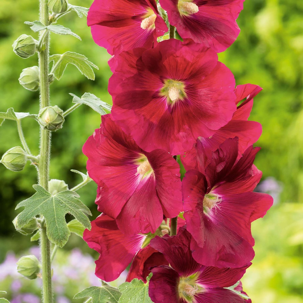 Alcea rosea 'Mars Magic'