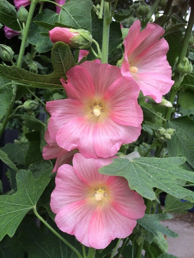 Alcea rosea 'Radiant Rose' (Bio)