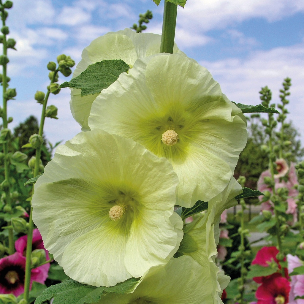 Alcea rosea 'Sunshine'