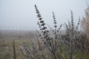 Vitex agnus-castus