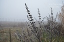 Vitex agnus-castus