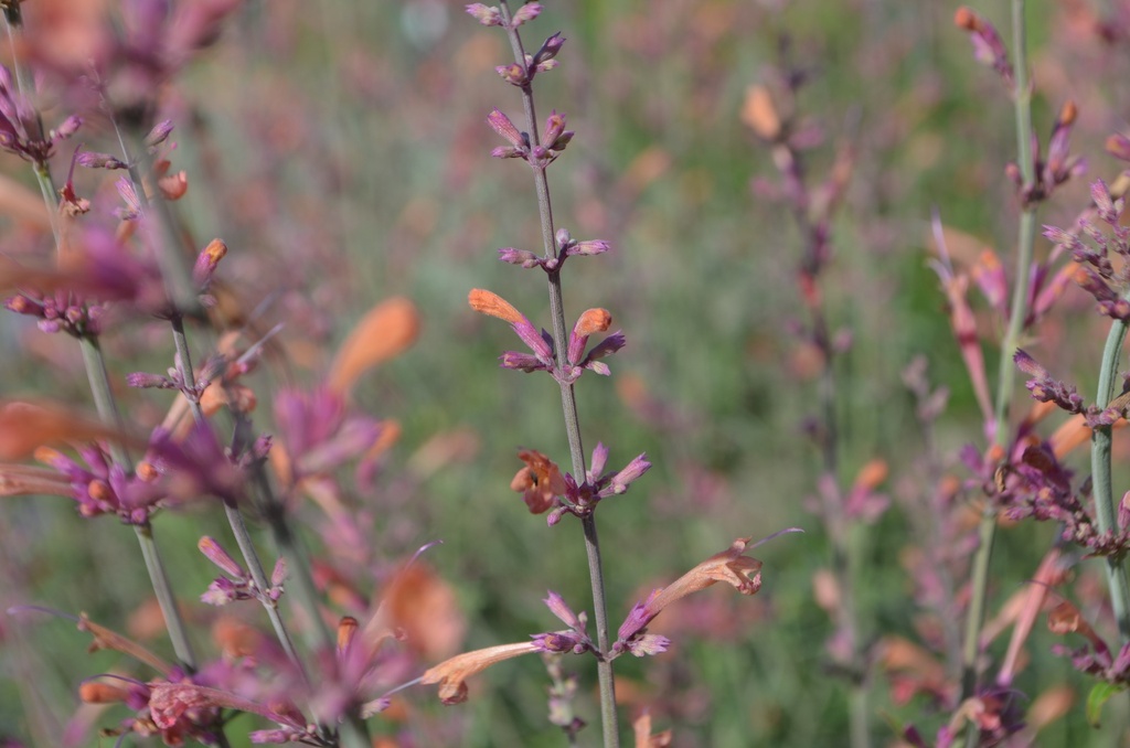Agastache rugosa 'Firebird' (Bio)